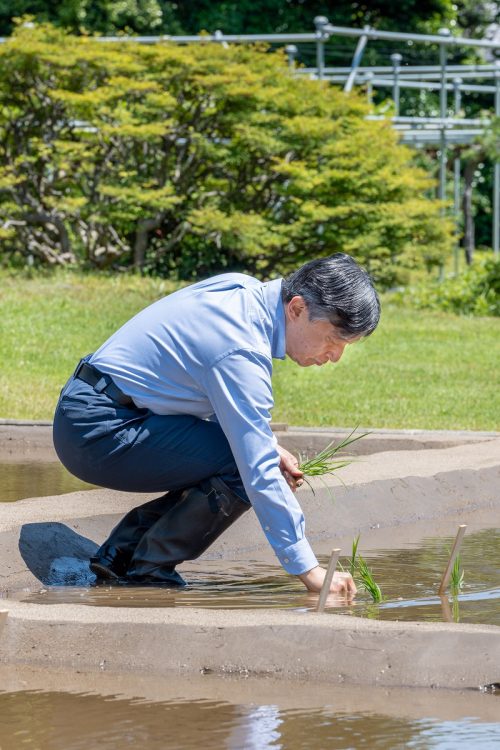 皇室の稲作は昭和天皇が始めたもので、上皇さま、天皇陛下へと代々引き継がれている