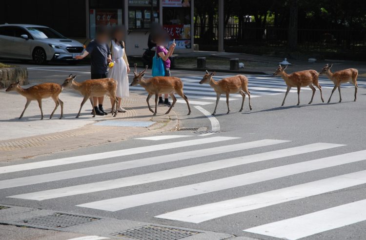 奈良の鹿は礼儀正しく道路を渡ることも。動物の行動様式の変化は、人間社会とひもづいている