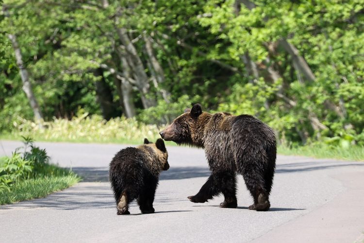 野生動物が列車と衝突する事故が増えている。ヒグマの親子（イメージ、時事通信フォト）