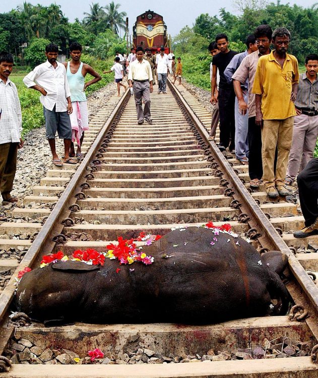 野生動物と列車の衝突事故は海外でも問題に。インドでは野生のゾウと列車の事故が増加している。音響感知装置とAI技術を組み合わせた対策法などの導入が試みられている（EPA＝時事）