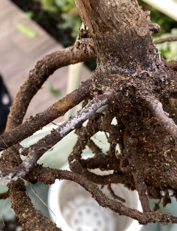 水のあげすぎは根腐れの原因に