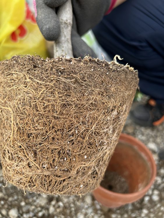 小さな鉢を使い続けると根詰まりを招く