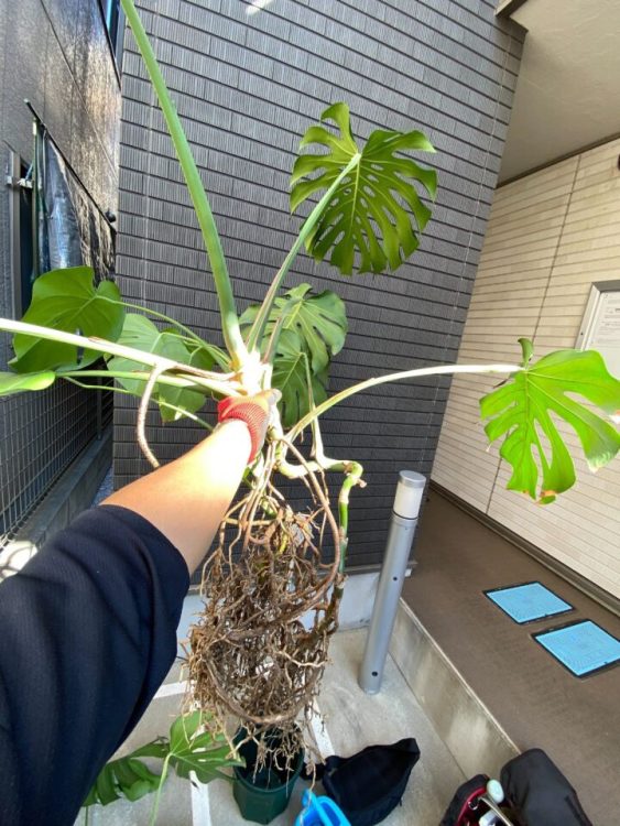 株が増えすぎたモンステラ