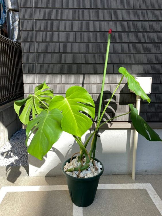 2～3株に分けて植え替えると生き生きと元気に