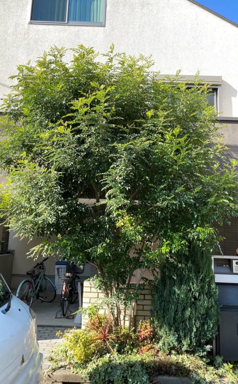 庭木が伸びすぎる原因は？