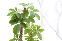 「植え替え」のやり方を解説(写真/PIXTA)
