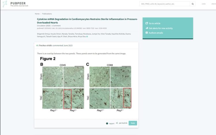 パブピアでの指摘。BとＣは別の実験画像とされていたが、「AI」が枠で囲んだ部分を「同一」と判定。同じ画像の位置をズラして、使用した疑いがある。Cytokine mRNA Degradation in Cardiomyocytes Restrains Sterile Inflammation in Pressure-Overloaded Hearts(Circulation, 2020)