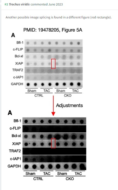 パブピアでの指摘。画像の加工が指摘されている。The IκB Kinase β/Nuclear Factor κB Signaling Pathway Protects the Heart From Hemodynamic Stress Mediated by the Regulation of Manganese Superoxide Dismutase Expression(Circulation Research,2009)