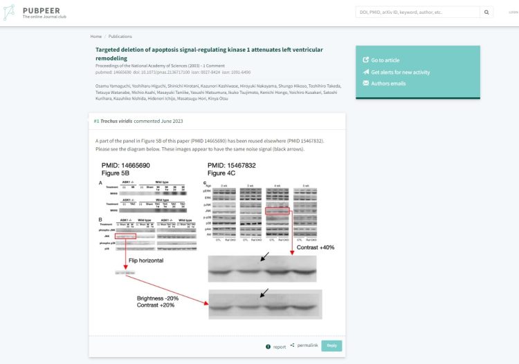 パブピアでの指摘。「Figure5B」と「Figure5C」は別の論文の実験画像だが、同一画像のコントラストを変えて、使い回した可能性がある。Targeted deletion of apoptosis signal-regulating kinase 1 attenuates left ventricular remodeling(Proceedings of the National Academy of Sciences, 2003)