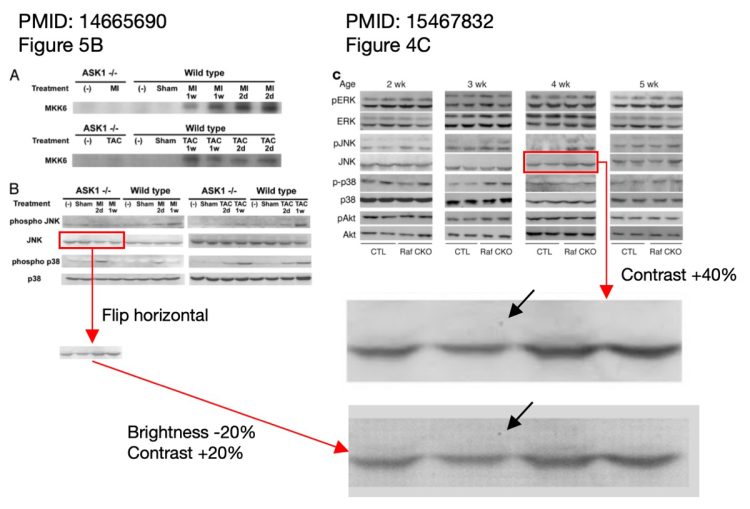 パブピアでの指摘（2003年の論文）。「Figure5B」と「Figure4C」は別の論文での実験画像だが、同一画像のコントラストを変えて、使い回した可能性がある