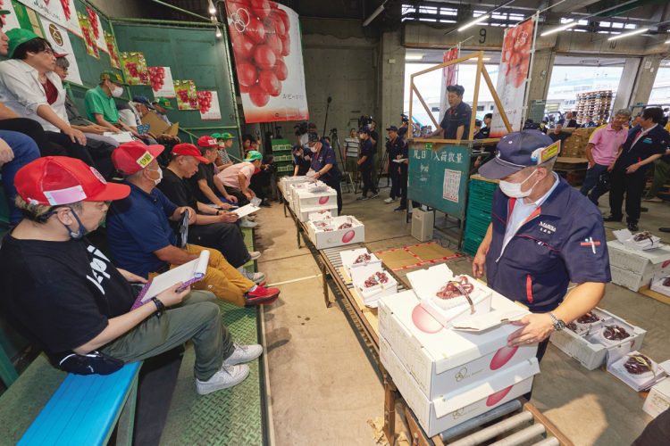 初競りには石川県内の生産者6戸から148房が出品された。今年の生産者は112戸（約10.5ヘクタール）