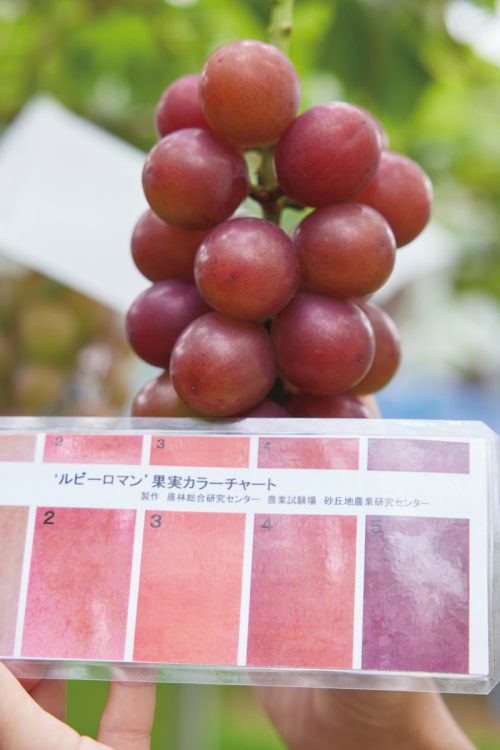 （4）カラーチャートで基準のルビー色になっているかをチェック