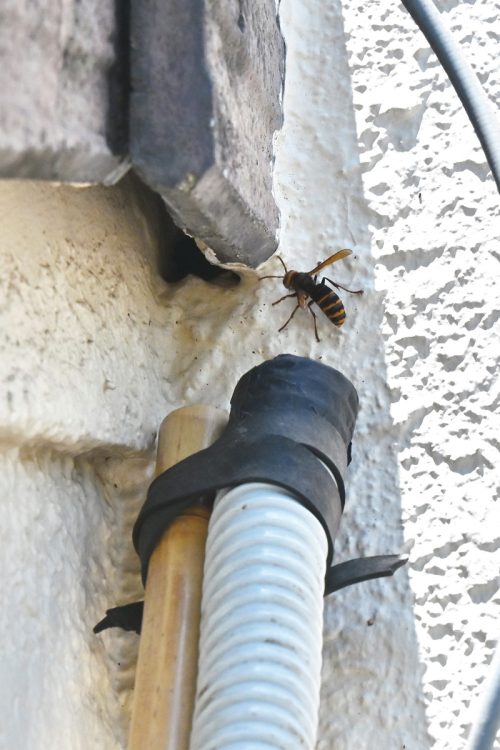 隙間から家の中へ侵入するモンスズメバチに吸い取り機のホースを近づけ、生け捕り。黒色を見ると敵と認識して攻撃してくるスズメバチの生態を利用し、ホースの先を黒色にして効率的に寄せ集める