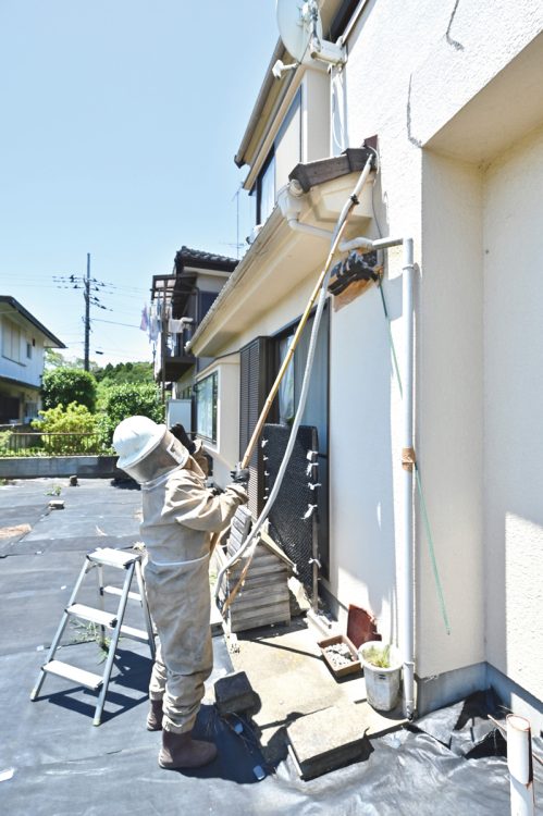 家の中へと侵入するモンスズメバチを生け捕り