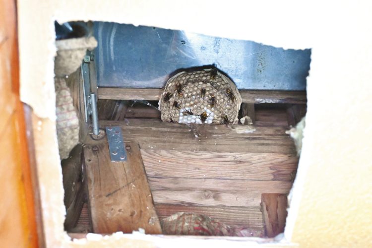 居間の天井に穴を開けて、天井裏にモンスズメバチが巣を作っているのを発見