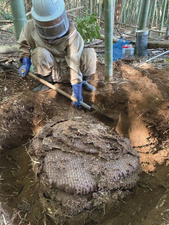 千葉県内の土の中で巨大化したオオスズメバチの巣を確保。直径約90cm