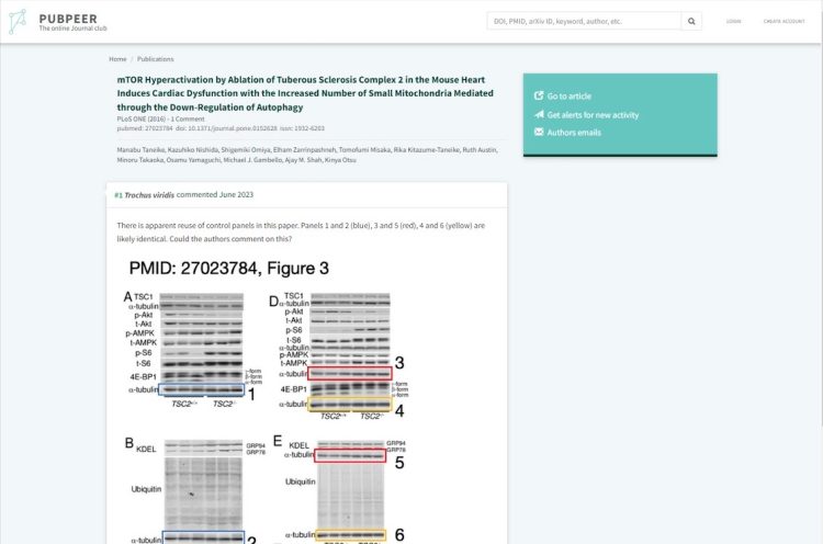 パブピアでの指摘。画像の使い回しの疑いが指摘されている。mTOR Hyperactivation by Ablation of Tuberous Sclerosis Complex 2 in the Mouse Heart Induces Cardiac Dysfunction with the Increased Number of Small Mitochondria Mediated through the Down-Regulation of Autophagy(PLoS ONE,2016)