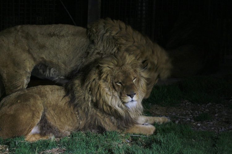 夜行性動物たちの元気な姿が見られる