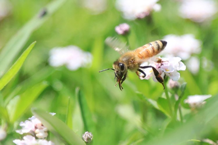 「山田養蜂場」はミツバチの飼育も（SNSより）