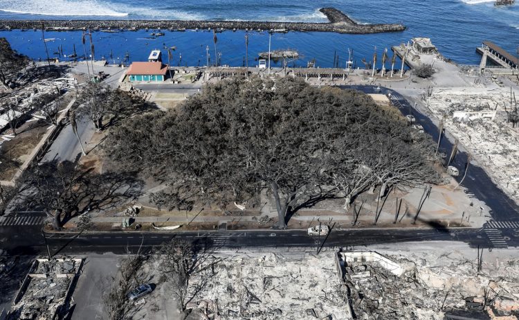 山火事前のバニヤンツリー（写真／GettyImages）