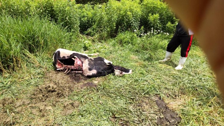 「OSO18」に襲われたとされる牛(写真提供/北海道猟友会標茶支部長・後藤勲氏)