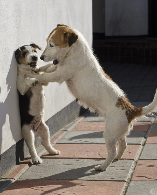 立ち上がってグイグイ（写真／AFLO）