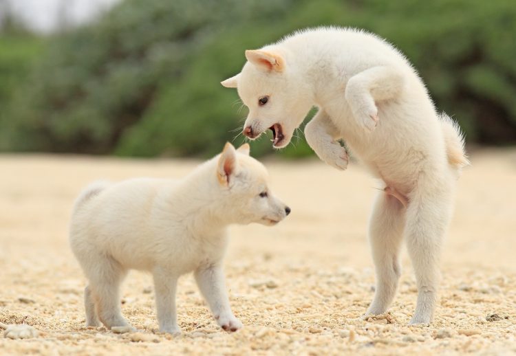 上から来たり、一方で“泰然自若”な様子だったり