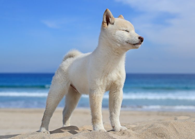 犬たちが魅せる豊かな表情は癒し（撮影／森田米雄さん）