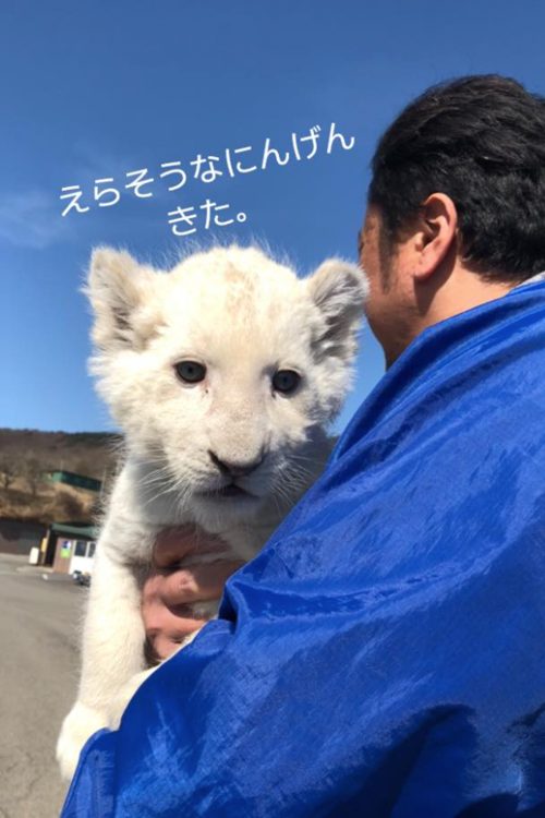 ホワイトライオンはこの園の人気動物（『東北サファリ』のSNSより）