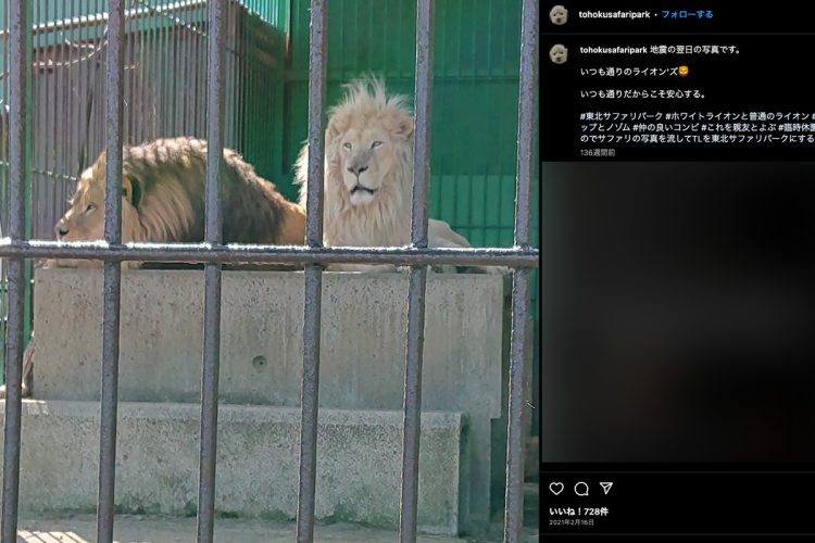 飼育中のライオンたち(『東北サファリ』のSNSより)