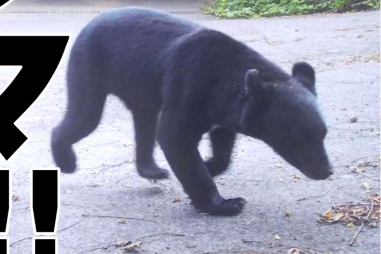 秋田県ではクマの出没について注意喚起している（同県HPより）