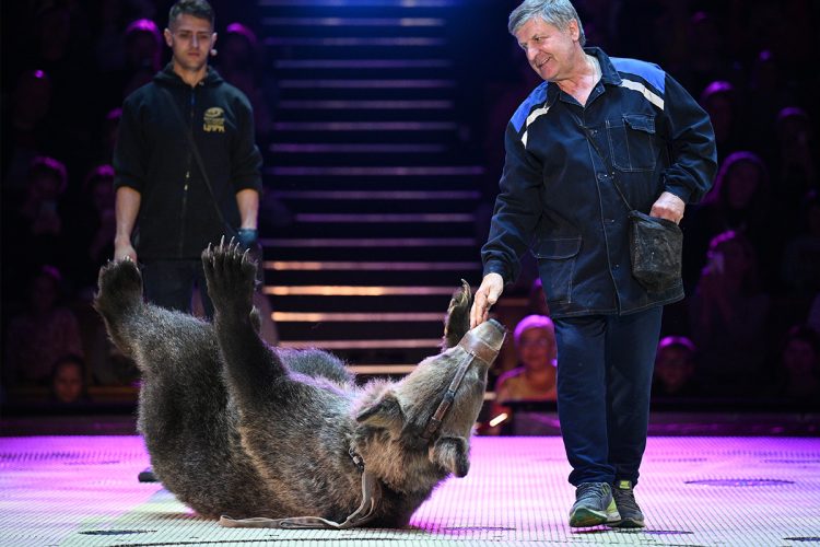 ロシアのサーカスではクマが出演する（時事通信フォト）