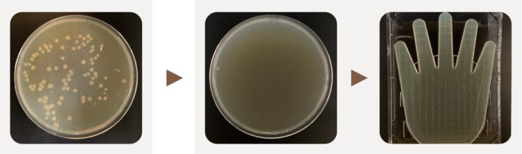 「菌戻り」試験結果（「MAMORUNE」）左から菌付着直後のタオルに付着した菌、18時間後のタオルに付着した菌、18時間、タオルを利用した手に付着した菌