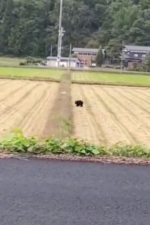 クマによる被害