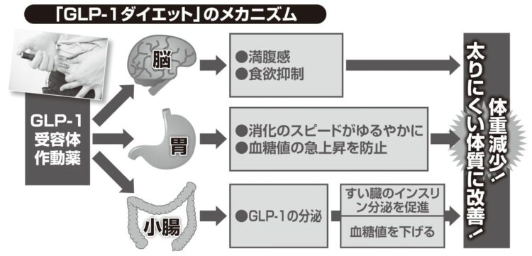 「GLP-1ダイエット」のメカニズム