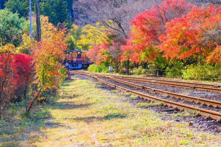 渓谷鉄道のトロッコ列車に乗車