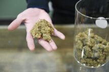 吸引に使用する大麻(イメージ、ABACA PRESS/時事通信フォト)