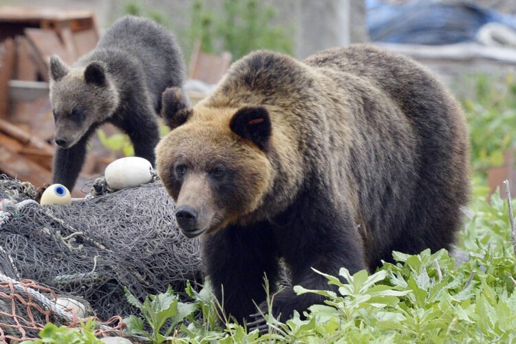 全国でクマによる被害が相次いでいるのに…（写真／共同通信社）