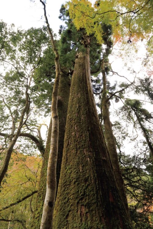 貴船神社の本宮から奥宮に歩き、徒歩５分ほど先にある相生の杉。樹齢1000年とされ、かえでと杉の木が仲良く連合している様子から「夫婦杉」とも呼ばれ、縁結びを願う参拝者も多い