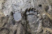 黒田氏が確認したクマの足跡（右）。すぐ横の人間の足跡と比較すると、その大きさがよくわかる。