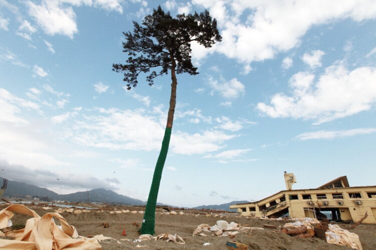 東日本大震災の象徴となった「奇跡の一本松」