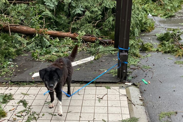 避難所に入れない迷い犬(1月7日撮影)