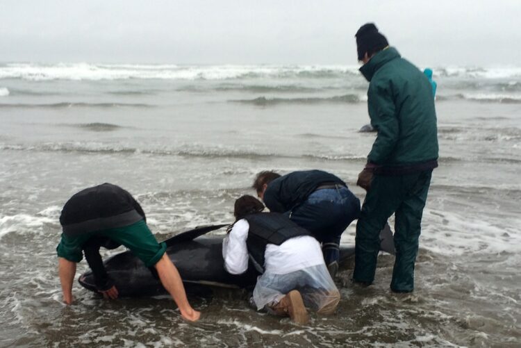 イルカ150頭が打ち上げられた茨城県の海岸。（2015年4月、アフロ）