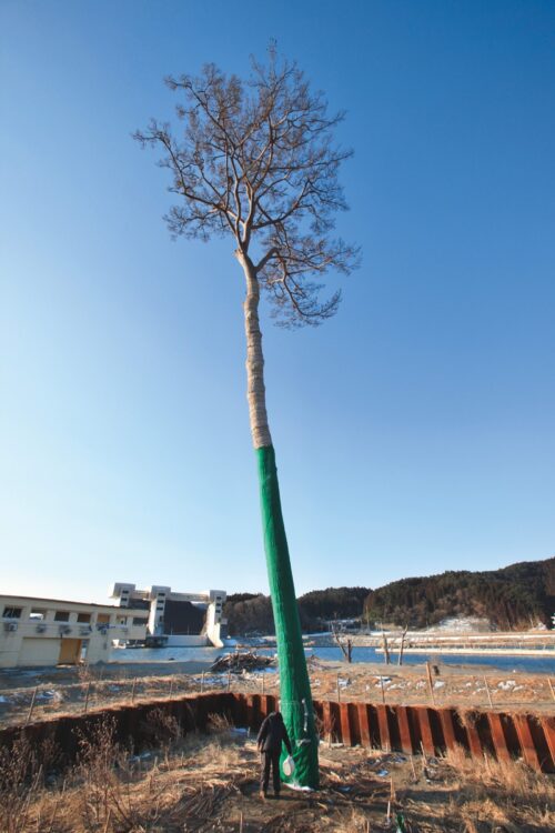 【2012年2月18日】景勝地の松の木がなぎ倒されるなか、津波に耐え抜きユースホステルの敷地内に一本残った松。復興の象徴として「奇跡の一本松」と呼ばれるように。枯れてきた一本松に毎週車で何時間もかけて「甦りの水」を運ぶ人も