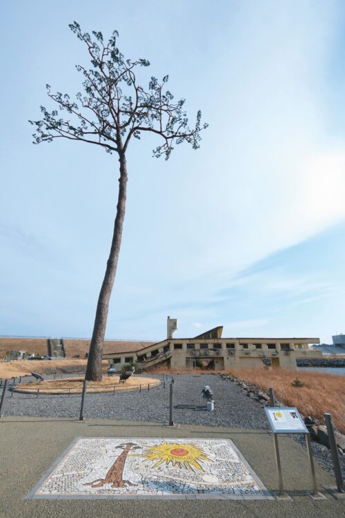 【2024年2月14日】現在の一本松は一度枯れた後に幹を防腐処理し、枝葉をレプリカで復元したもの。背後にある建物は被災した当時のままのユースホステル