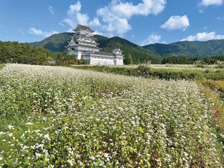 勝山城博物館の周辺にはそば畑が広がる