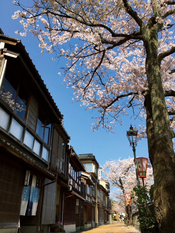 見頃　3月下旬～4月上旬