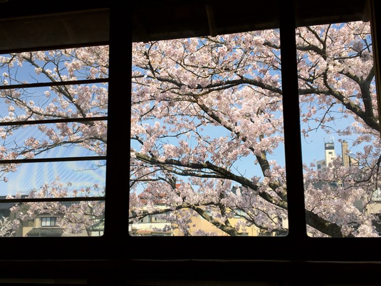 目の前に桜が満開