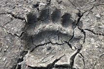 北海道で狩猟中に見つけたヒグマの足跡（筆者撮影）
