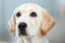 「飼い犬に狂犬病の予防注射を受けさせたくない…」事情があっても飼い主は罰せられるのか? 弁護士が解説